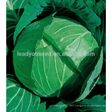 C06 Xiaxiu heat resistant f1 hybrid cabbage seeds for planting